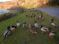 Ducks at St Fillans